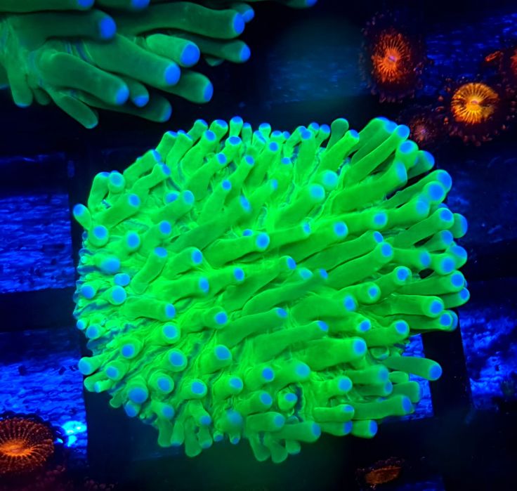 Helliofungia green . Koralowiec LPS . Akwarium morskie