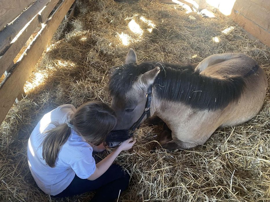 Sprzedam konika polskiego