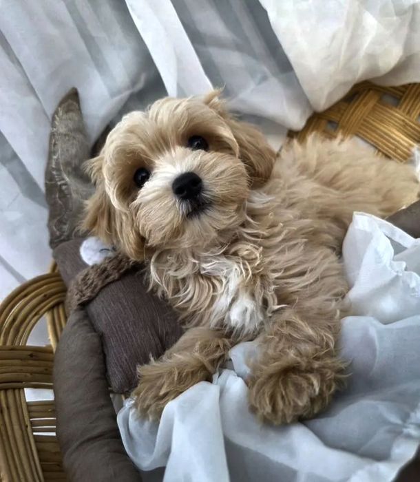 Maltipoo девочка Ф1