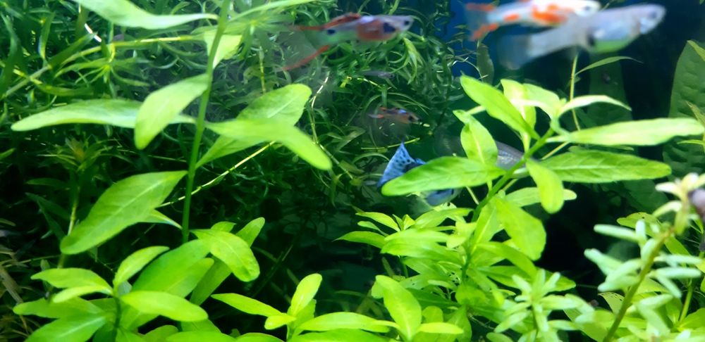 Guppys endler black bar