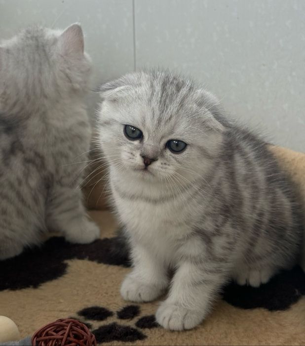 Продам кошеняток