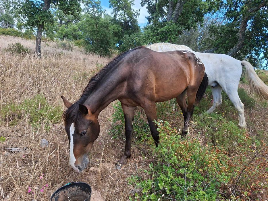 Appaloosa Urano [raro e meigo]