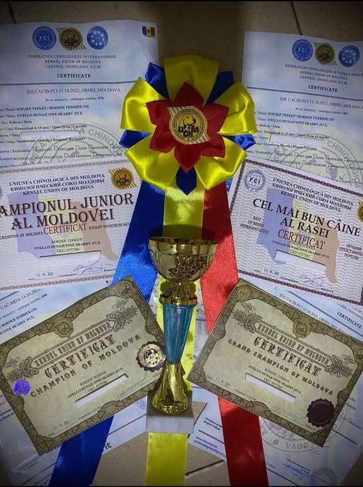 Border terrier Бордер тер'єр Бордер терьер