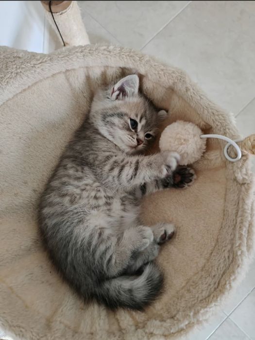 Gatinho Scottish Fold
