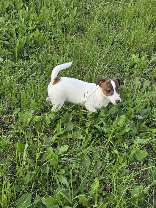 Jack Russell Terrier- suczka
