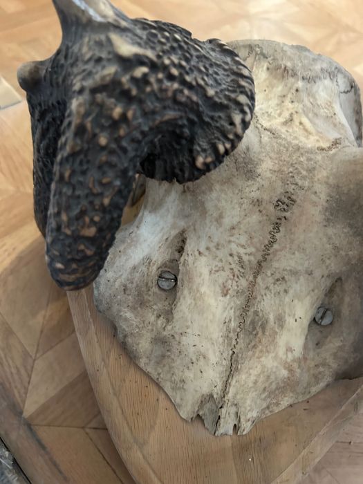 Poroże / Rogi / Wieniec