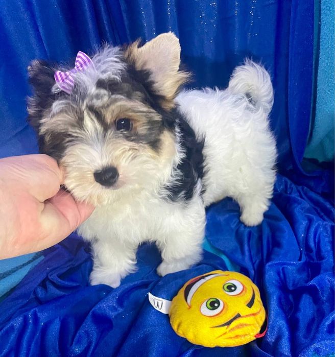 Дівчата хлопчик бівер йорк ляльковий бебіфейс, є документи