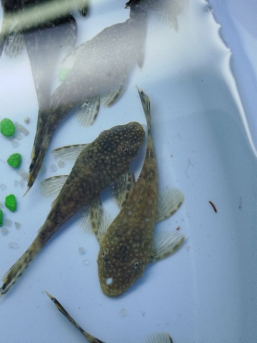 Ancistros   dos comuns