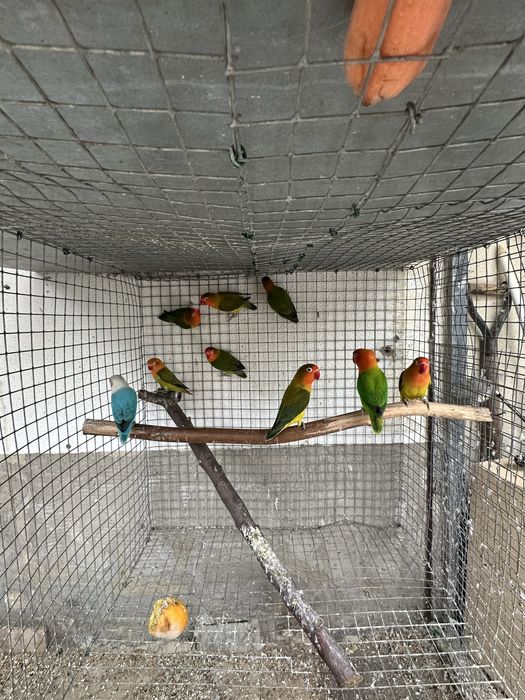 Agapornis fishers Opalinos diversas mutações