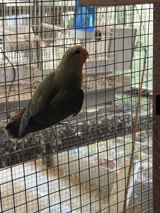 Agapornis anilhados