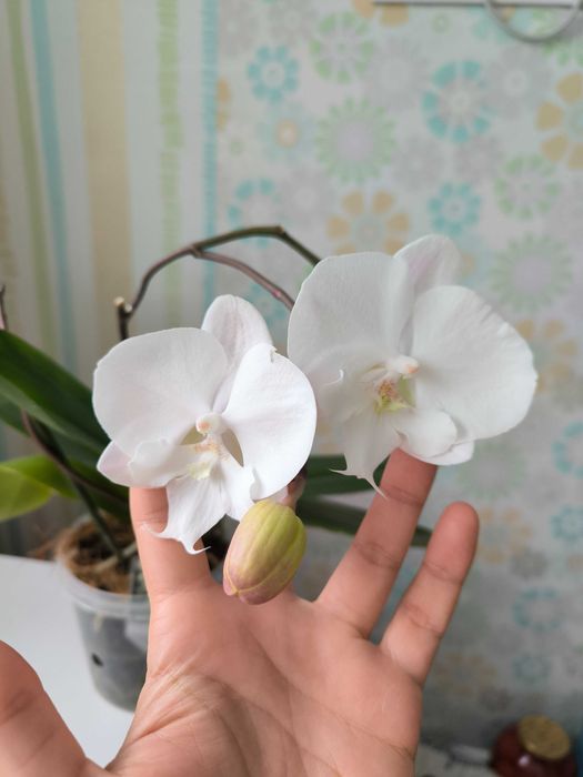 Квітуча орхідея фаленопсис домашня Snow Ball
