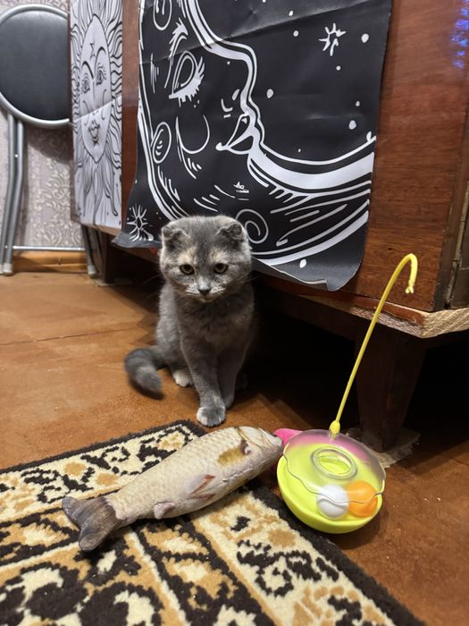 Вислоухая шотландская ласковая девочка котёнок в любящую семью