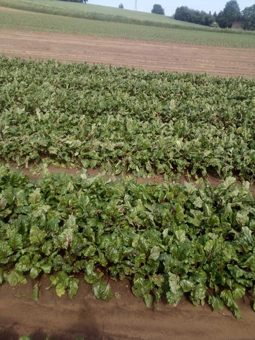 Sprzedam buraki czerwone