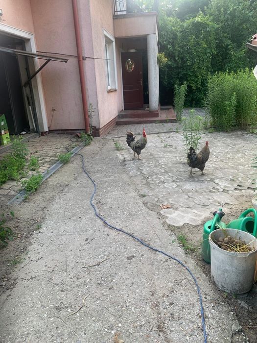 Roczny kogut do sprzedania