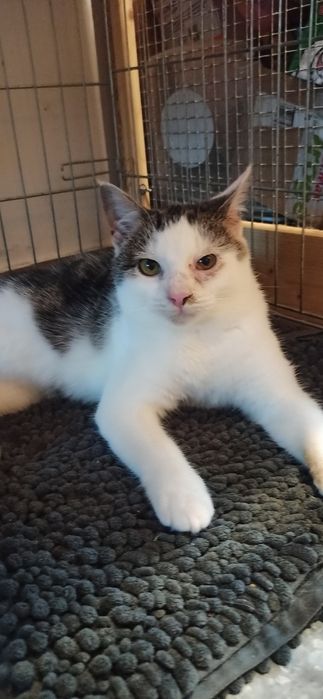 6 miesięczny kocurek szuka domu