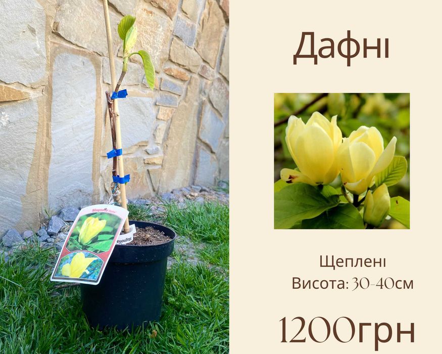 Магнолія ГОЛАНДІЯ 3л Дженні блек туліп фелікс джурі Пінк Пірамід Дафні Клеопатра Сюзан Нігра  Рустіка Рубра Ленней  Мерріл Гелаксі Джурі Альба Суперба