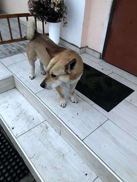 Отдам собаку бесплатно в хорошие руки