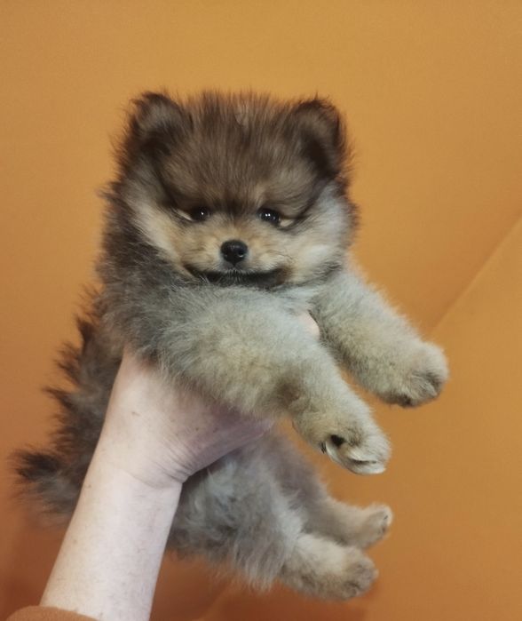 Zkwp szpic miniaturowy pomeranian