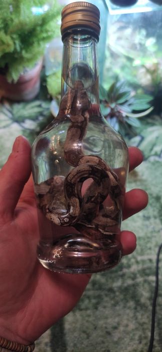 Змея в спирте для коллекции