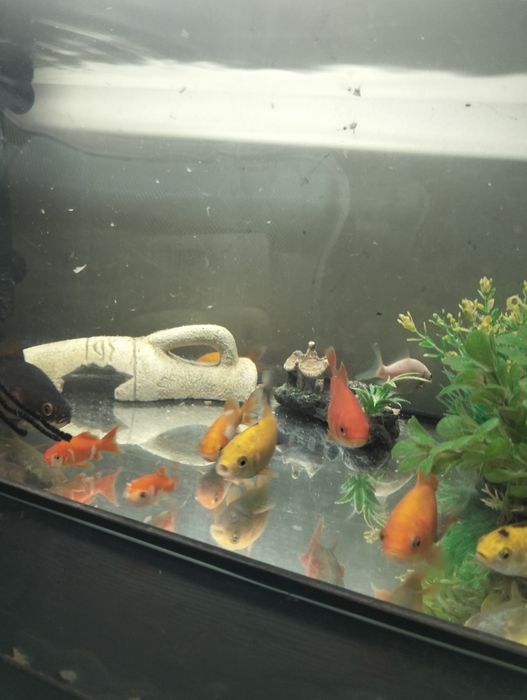 Peixes de água fria