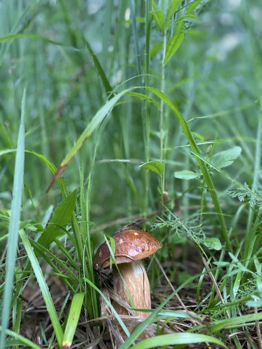 Джип Тур Екскурсії Карпати Яремче Буковель