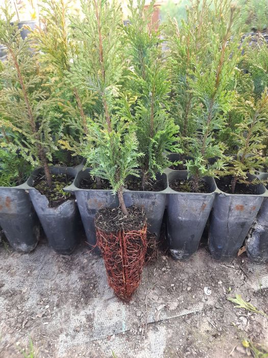 Cedros para vedações