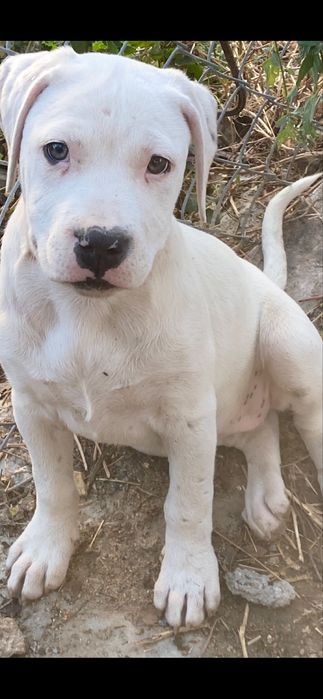 Продаю цуценят стафа