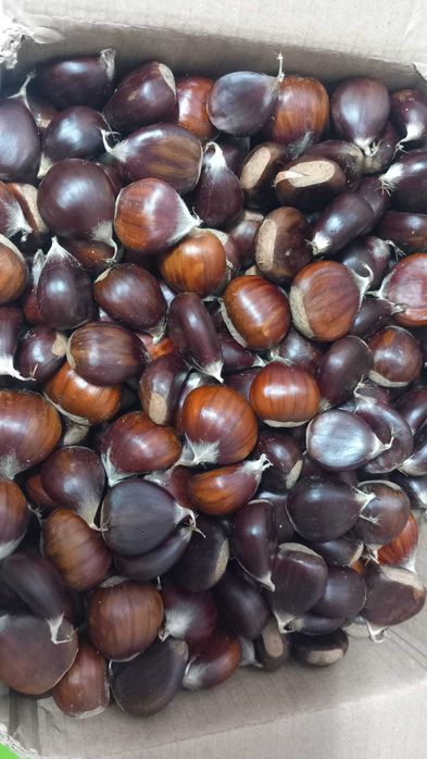 Castanhas  biológicas