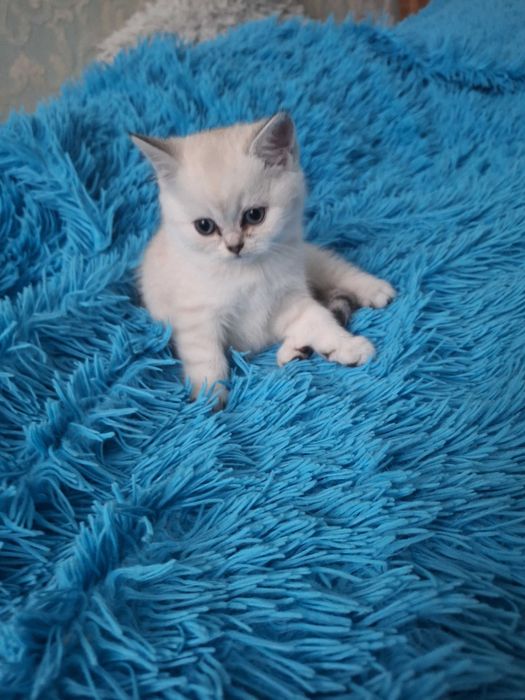 Шотландські кошенята