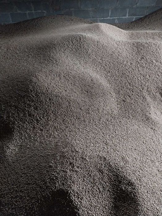 Sprzedam łubin słodki tango