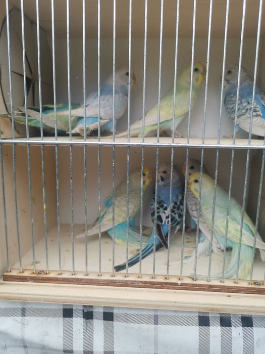 Sprzedam papugi faliste