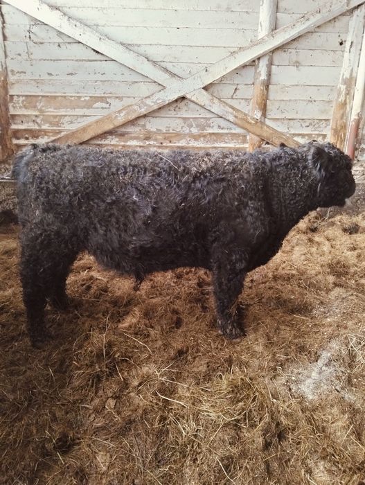 Byczek roczny Galloway