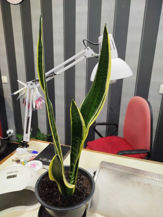 Espada de são Gorge