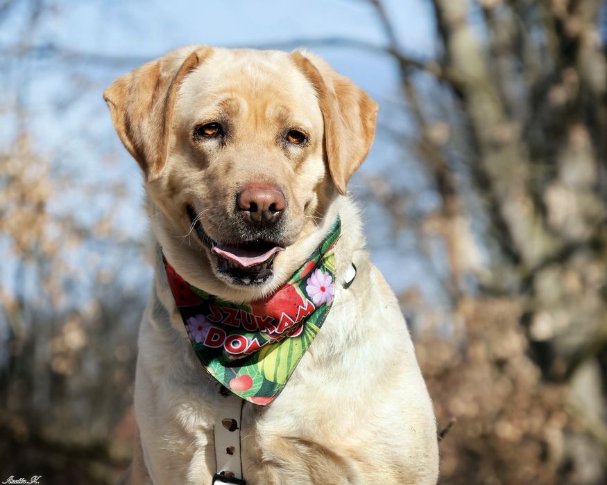 Labradorka Hera szuka swojego domu