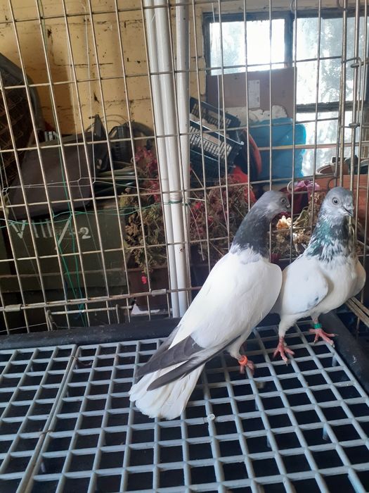 Golebie budapeszty samice