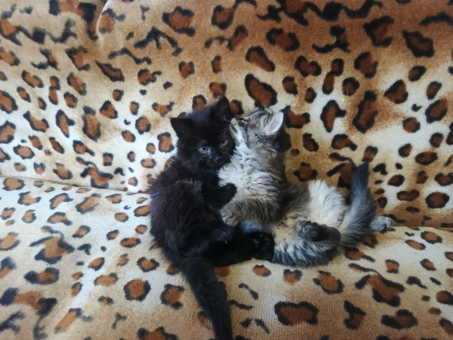 Котята бесплатно