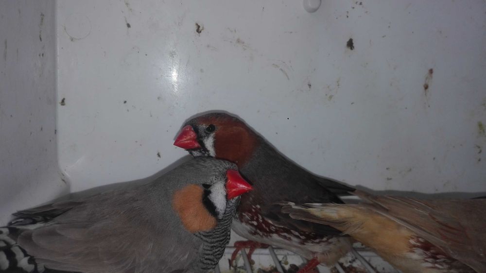 Vendo boas amas sexadas