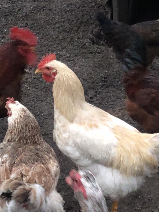 Продам молодих півнів