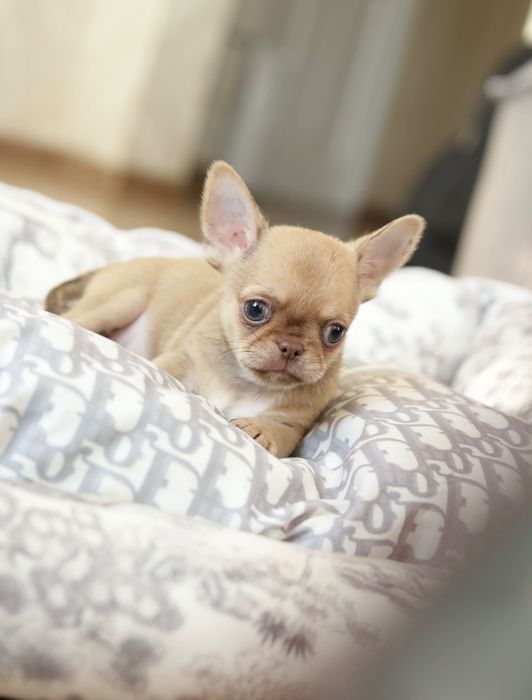 Chihuahua FCI chłopak