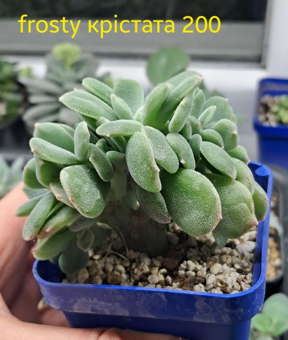 Эхеверия,  красула, каланхое