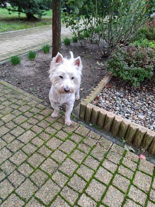 West Highland white terrier. suka.