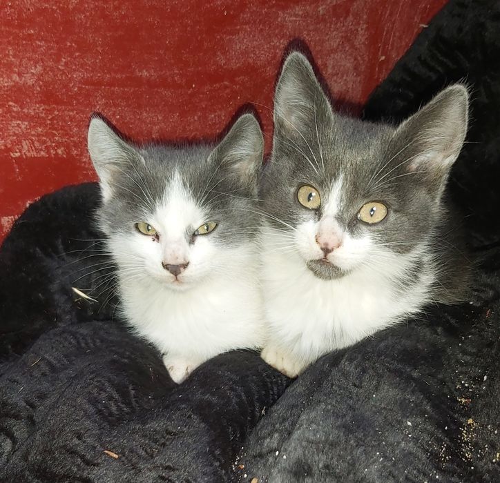 Котята отдам в добрые рукии