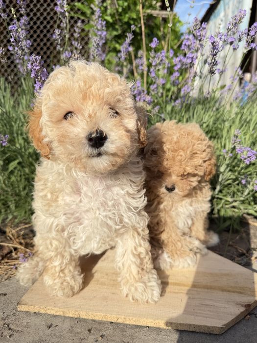 Пушони дівчинка та хлопчик