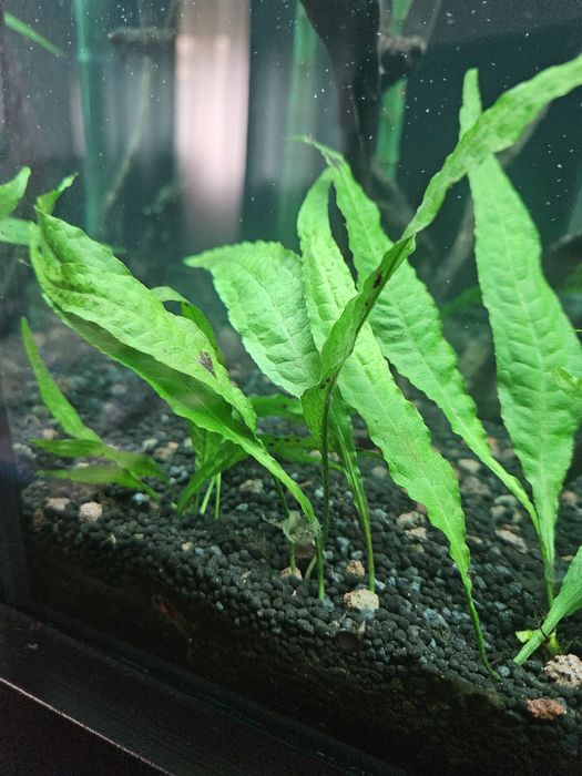 Samambaia de java (Java fern)