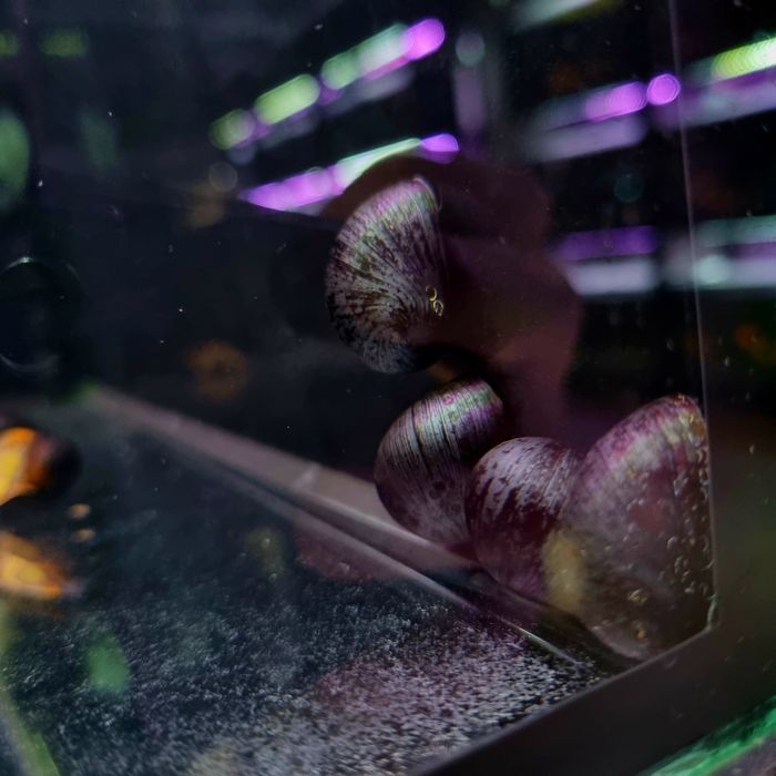 Ślimak helmet zjada glony