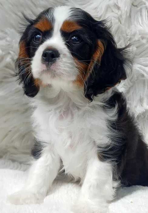 Cavalier King Charles