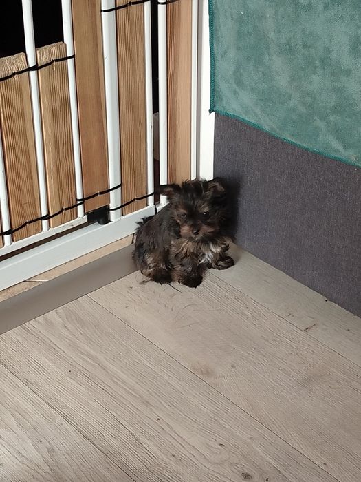 Yorkshire terrier mini sunia