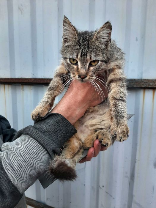 Вiддам симпатичного котика