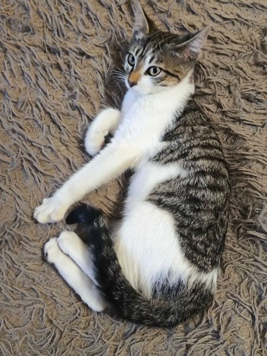 Котик, безкоштовно