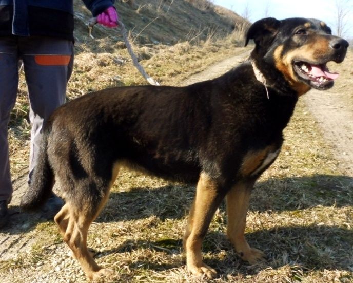 Śliczna mirra szuka domu